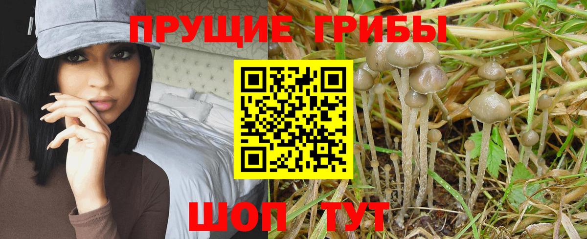 Мурманск  Галлюциногенные грибы GOLDEN TEACHER  Вход с VPN 